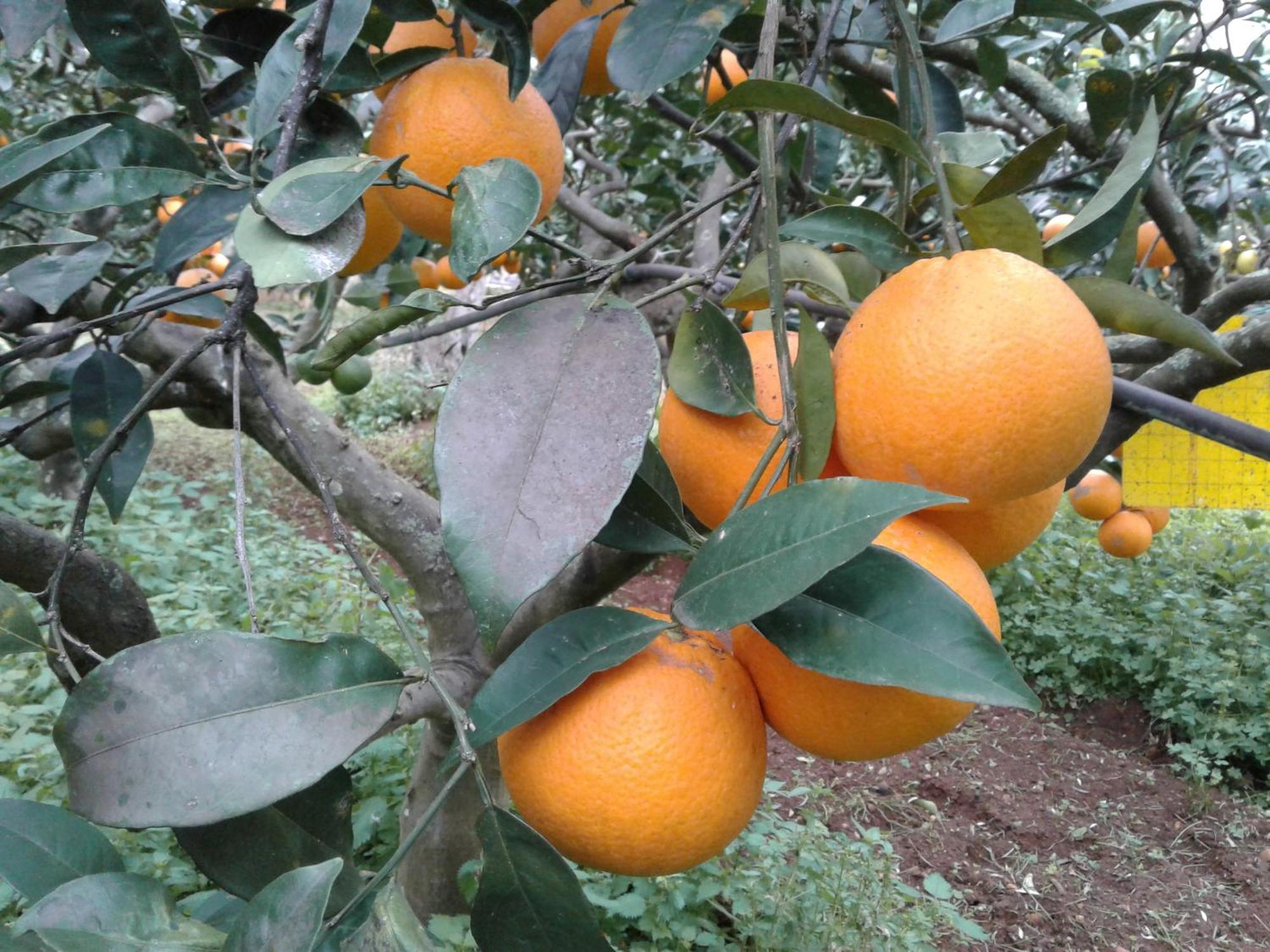 La Mimosa Case Vacanze Marsala Bagian luar foto