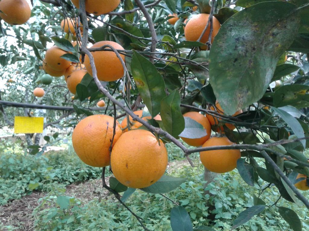 La Mimosa Case Vacanze Marsala Bagian luar foto